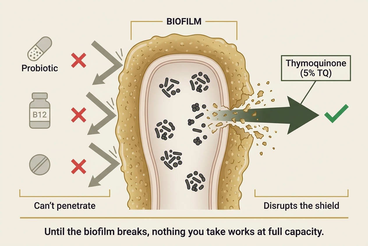 Biofilm diagram — probiotics and B12 blocked, thymoquinone disrupts the shield
