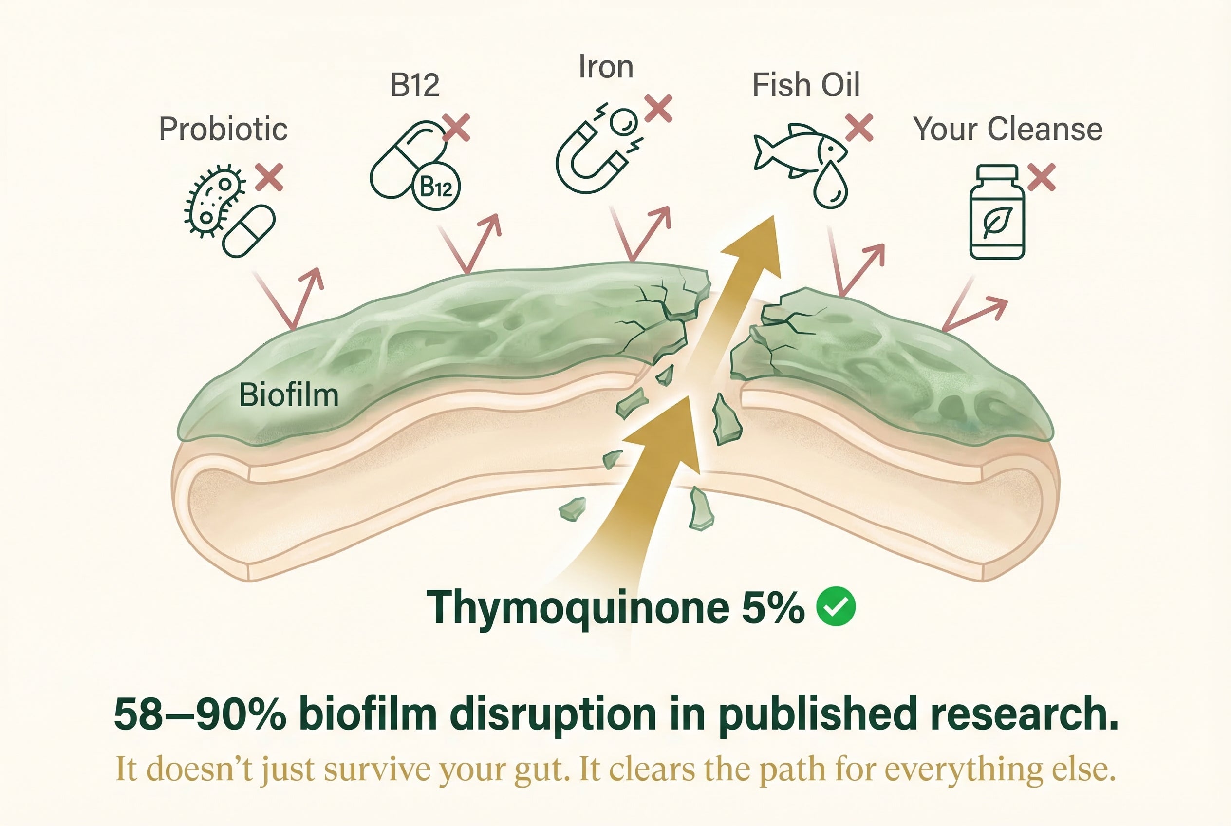 Supplements bouncing off biofilm — Thymoquinone 5% breaking through, 58-90% biofilm disruption