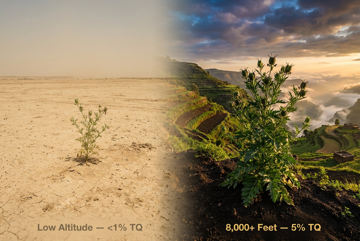 Low-altitude seed under 1% TQ versus Ethiopian Highland seed at 8,000+ feet reaching 5% TQ